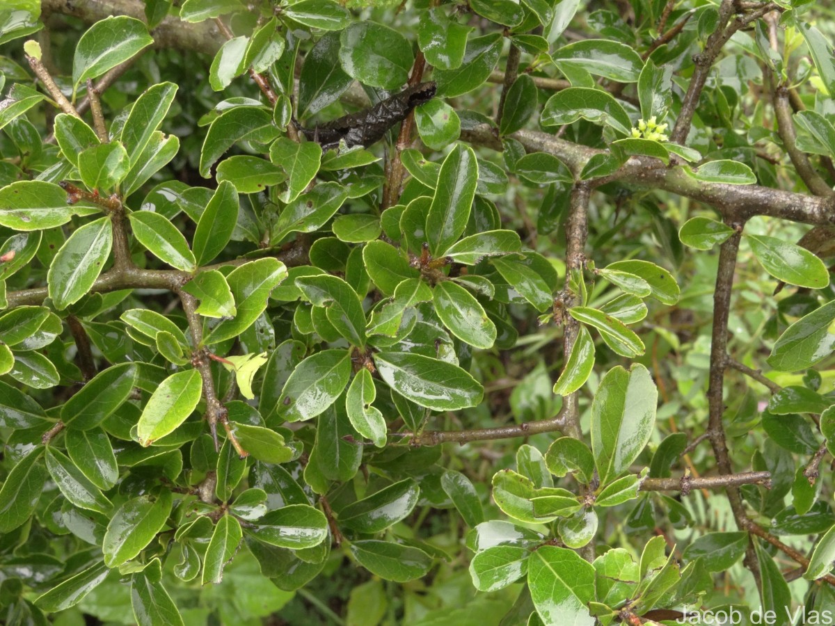 Flacourtia indica (Burm.f.) Merr.